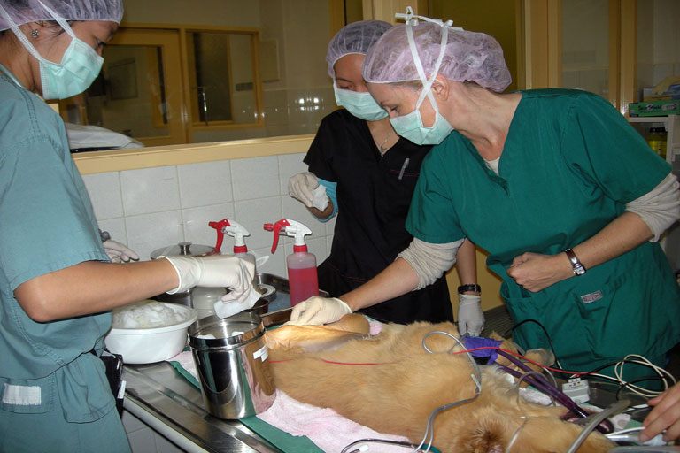 Construction of Surgical Instruments Virtual Vet Surgery